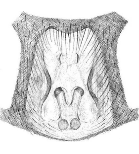 species