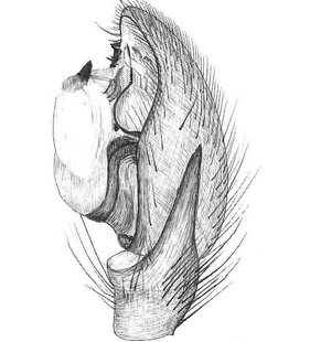 species