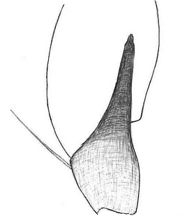 species