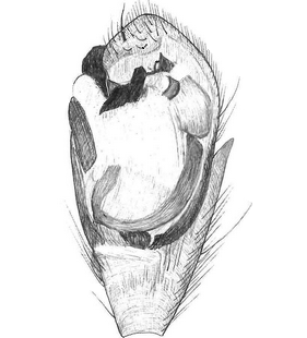 species