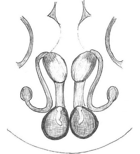 species