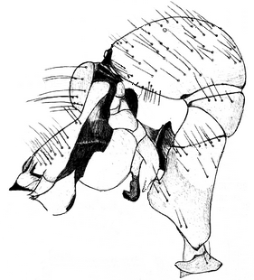 species