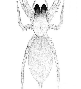 species