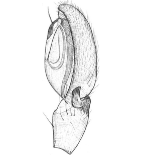 species