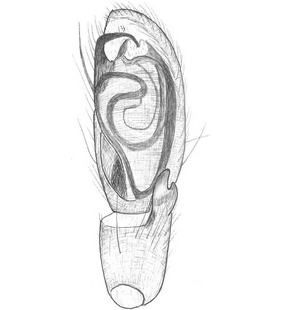 species