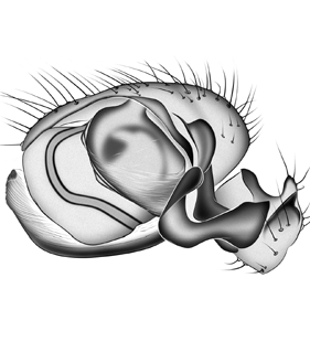 species