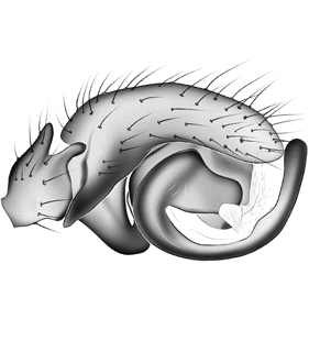 species