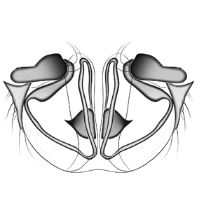 species
