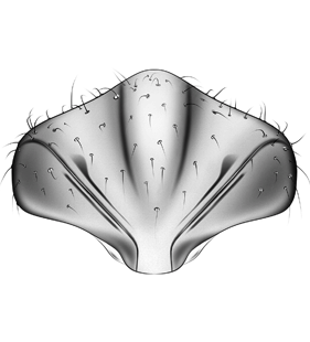 species