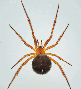 species