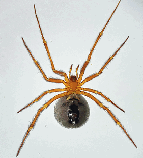 species