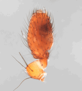 species