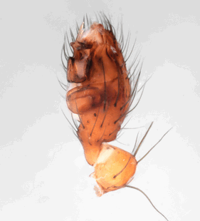 species