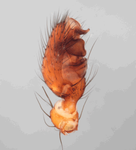 species