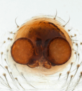 species