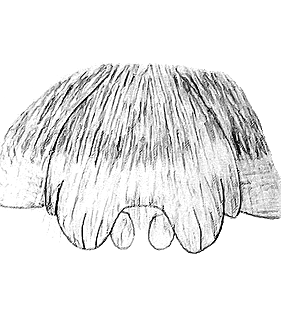 species
