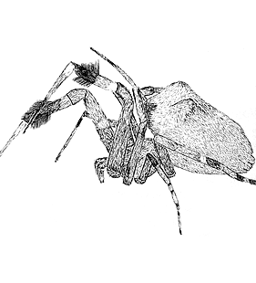 species