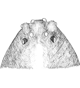 species