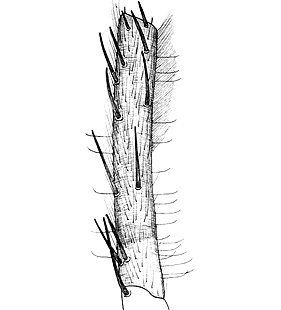 species