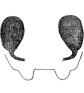 species