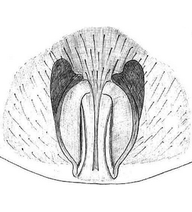species