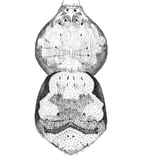 species