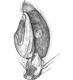 species