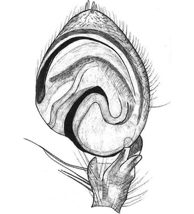 species