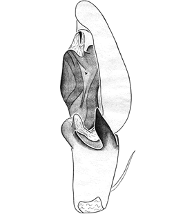 species