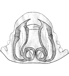 species