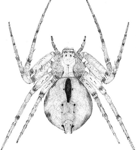 species