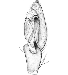 species