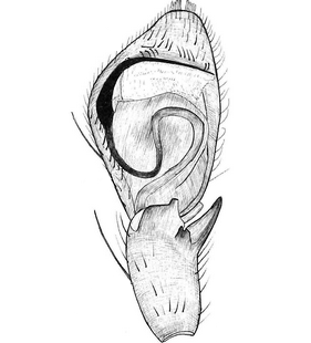 species