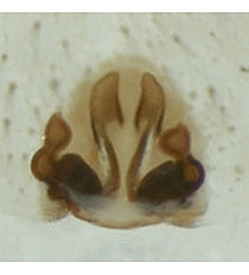 species
