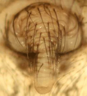 species