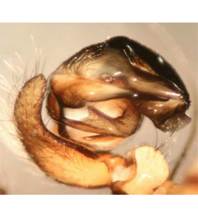 species