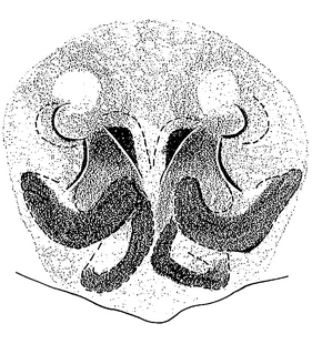 species