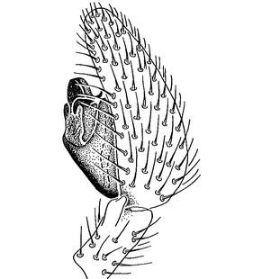 species