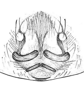 species
