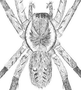 species