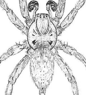 species