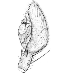 species