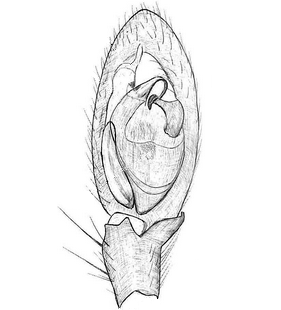 species