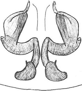 species
