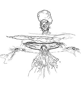 species