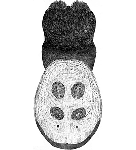 species