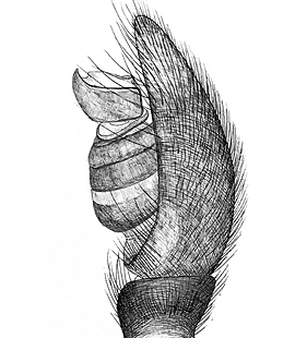 species