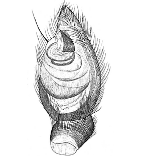 species