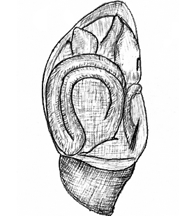 species
