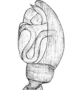 species